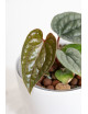 Anthurium luxurians
