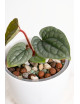Anthurium luxurians