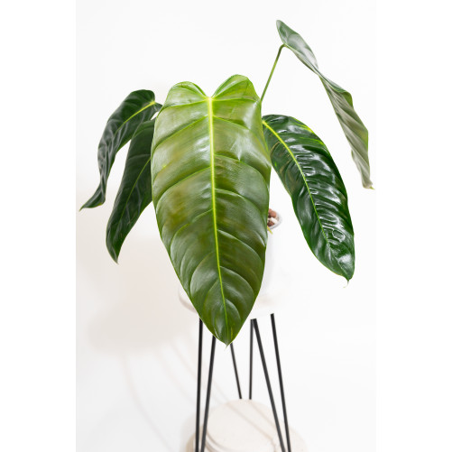 Philodendron esmeraldense x...