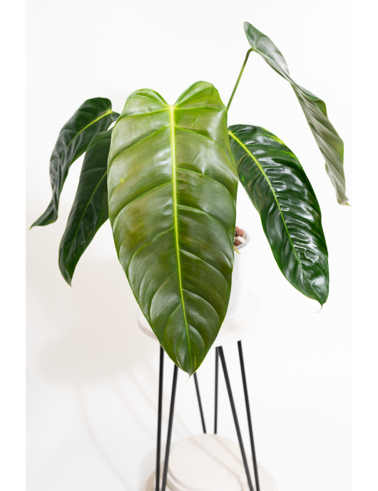 Philodendron esmeraldense x patriciae