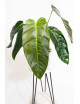Philodendron esmeraldense x patriciae