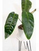 Philodendron esmeraldense x patriciae