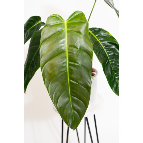 Philodendron esmeraldense x patriciae