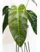 Philodendron esmeraldense x patriciae