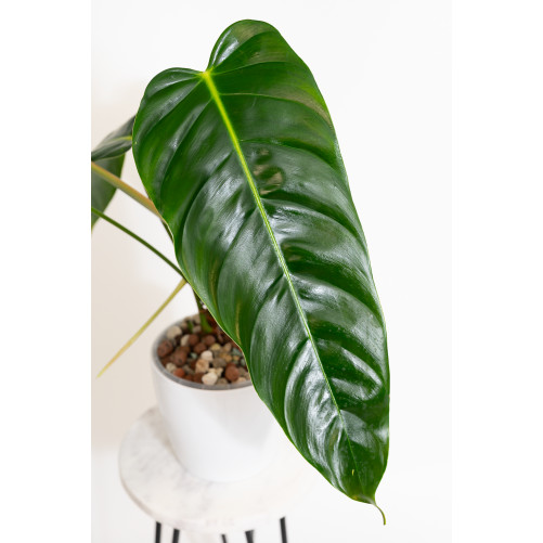 Philodendron esmeraldense x patriciae
