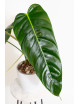 Philodendron esmeraldense x patriciae