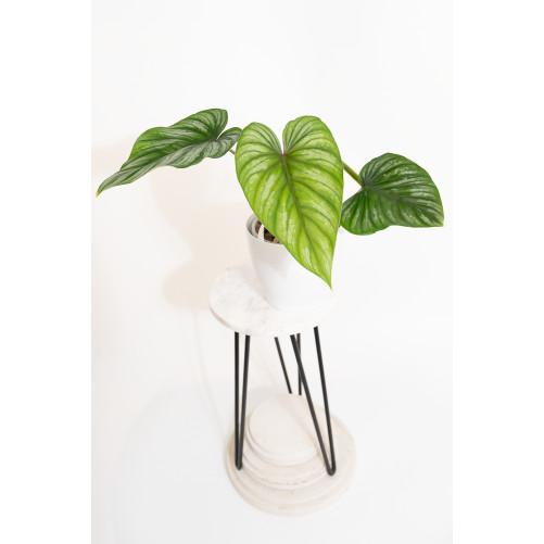 Philodendron plowmanii