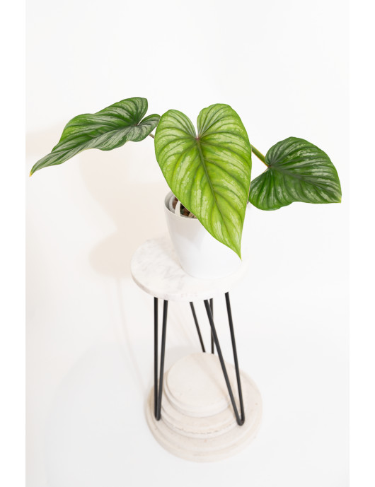 Philodendron plowmanii