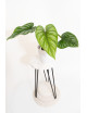 Philodendron plowmanii