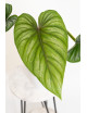 Philodendron plowmanii
