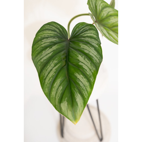 Philodendron plowmanii