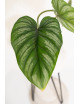 Philodendron plowmanii