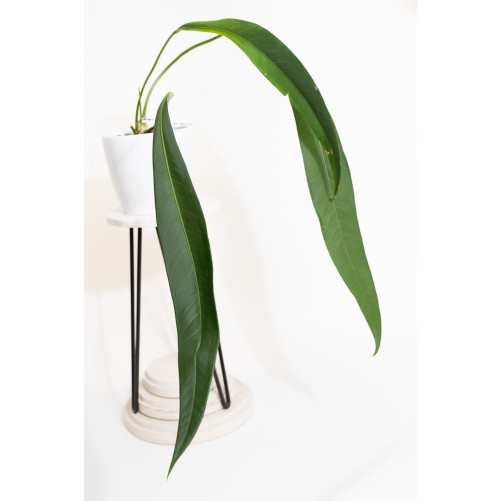 Anthurium pallidiflorum...