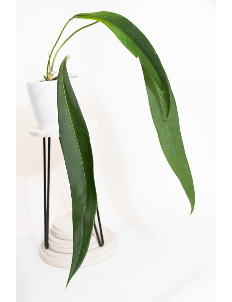 Anthurium pallidiflorum Guazhalan