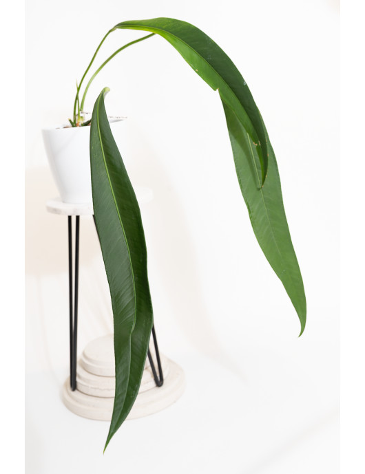 Anthurium pallidiflorum Guazhalan