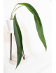 Anthurium pallidiflorum Guazhalan