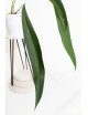 Anthurium pallidiflorum Guazhalan
