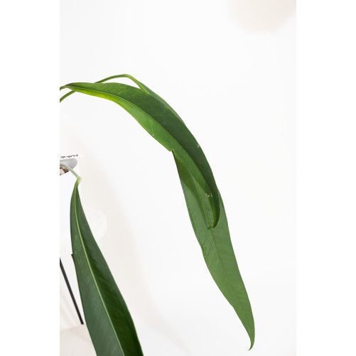 Anthurium pallidiflorum Guazhalan