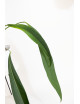 Anthurium pallidiflorum Guazhalan