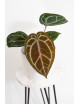 Anthurium (Zara x (Michelle x Zara)) x Michelle
