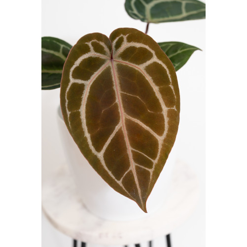 Anthurium (Zara x (Michelle...