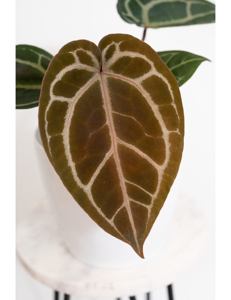 Anthurium (Zara x (Michelle x Zara)) x Michelle