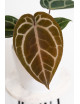 Anthurium (Zara x (Michelle x Zara)) x Michelle