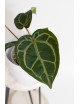 Anthurium (Zara x (Michelle x Zara)) x Michelle