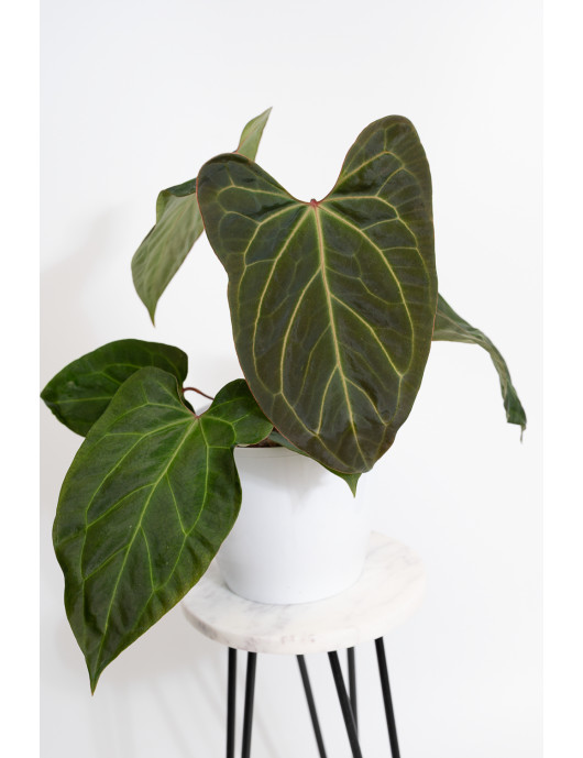 Anthurium indo portillae x KOSx x besseae aff