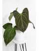 Anthurium indo portillae x KOSx x besseae aff