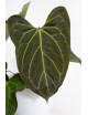 Anthurium indo portillae x KOSx x besseae aff