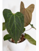 Anthurium indo portillae x KOSx x besseae aff