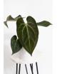 Anthurium (magnificum DF x forgetii) x besseae aff