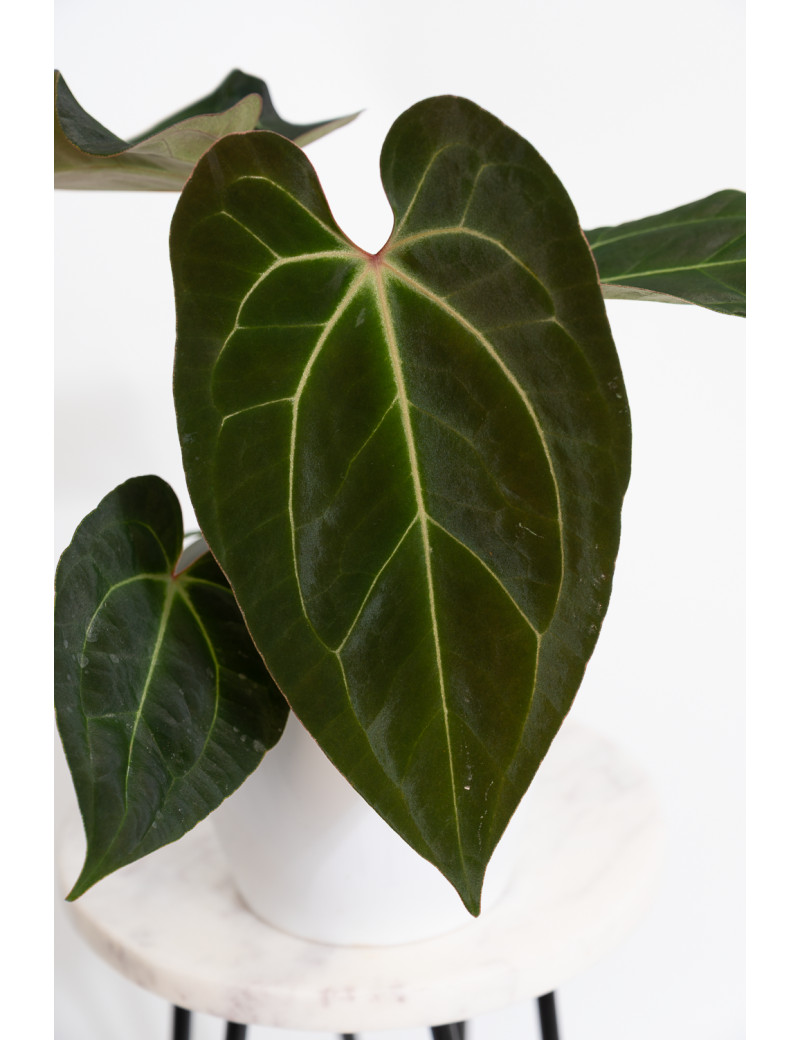 Anthurium (magnificum DF x forgetii) x besseae aff