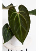 Anthurium (magnificum DF x forgetii) x besseae aff