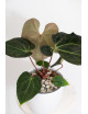 Anthurium (magnificum DF x forgetii) x besseae aff