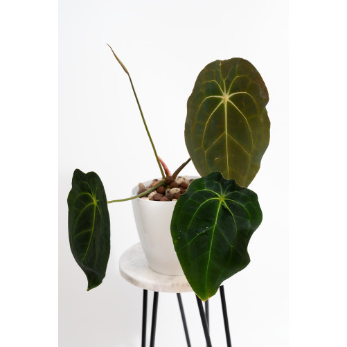 Anthurium magnificum DF x...