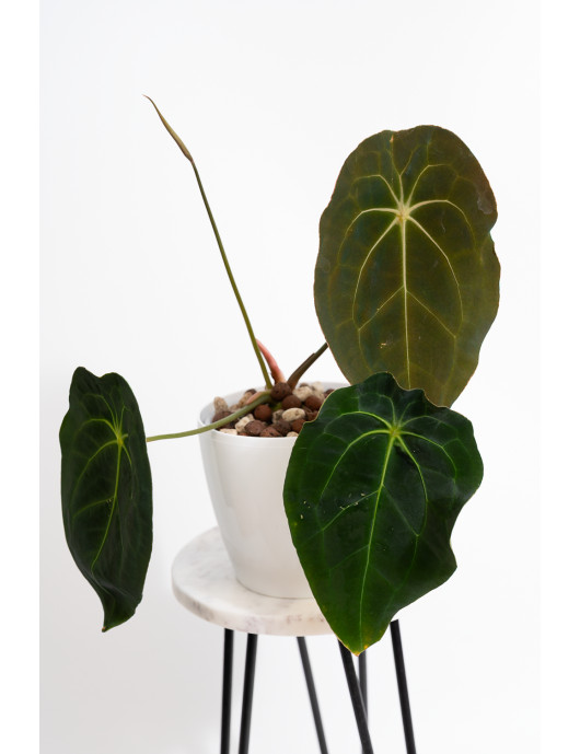 Anthurium magnificum DF x forgetii