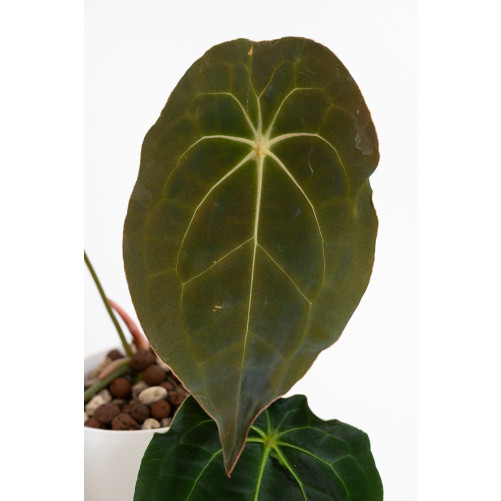 Anthurium magnificum DF x forgetii