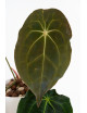Anthurium magnificum DF x forgetii