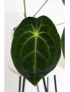 Anthurium magnificum DF x forgetii