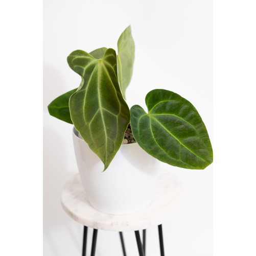 Anthurium besseae aff