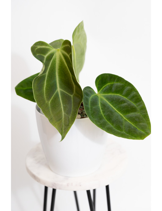 Anthurium besseae aff