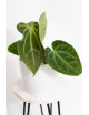 Anthurium besseae aff