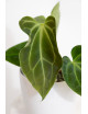 Anthurium besseae aff