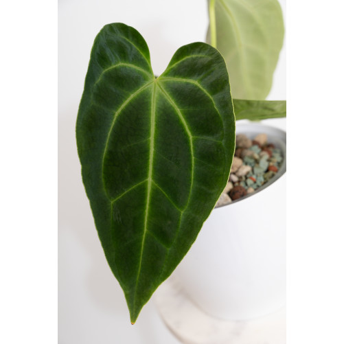 Anthurium besseae aff