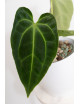 Anthurium besseae aff