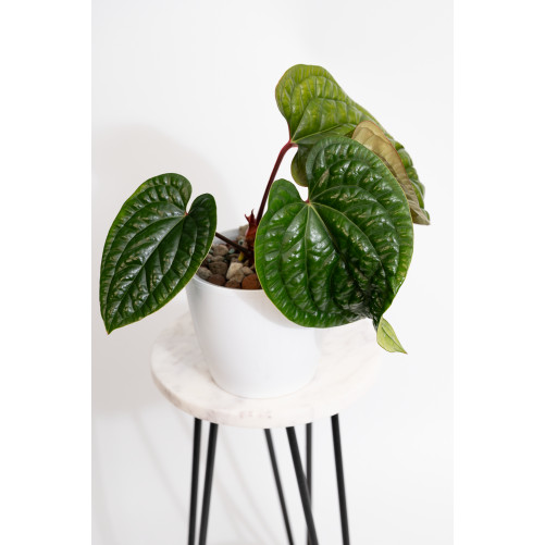 Anthurium radicans x luxurians