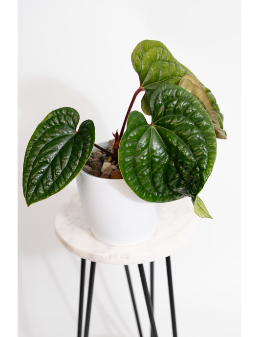 Anthurium radicans x luxurians