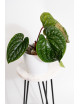 Anthurium radicans x luxurians